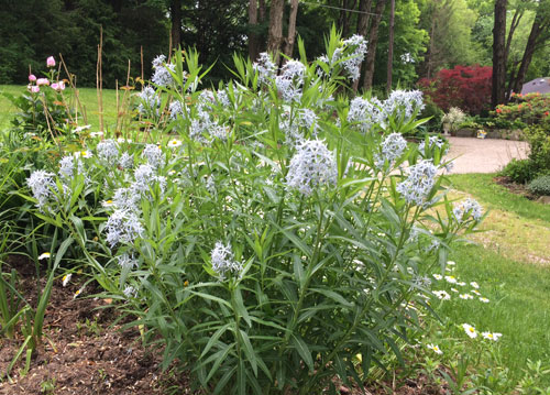 flowers