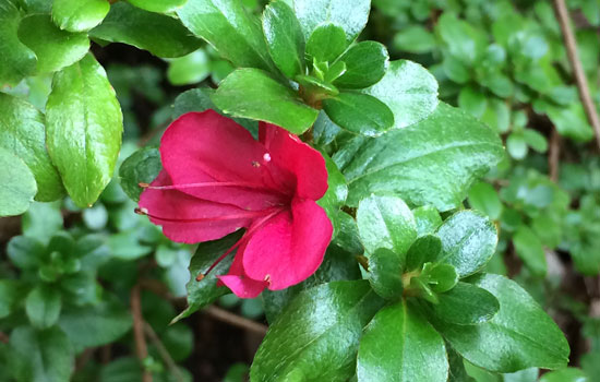 Seasonal Optimism – Azalea Bloom in Autumn