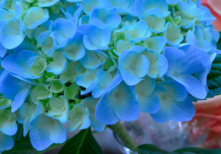 hydrangeas