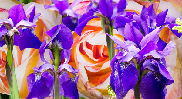 A Summer Bouquet of Rose and Iris