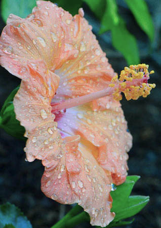Tropical hibiscus