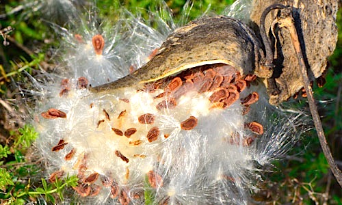 Milkweed