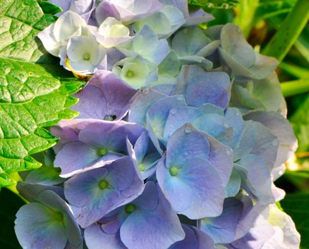 hydrangeas