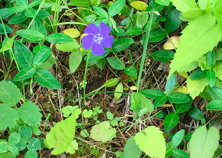 ground cover