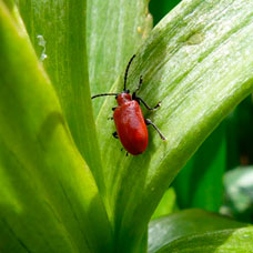 Red-Leaf-Beetle