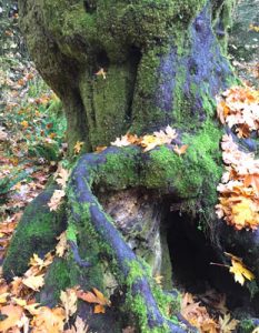 Hoh Rainforest