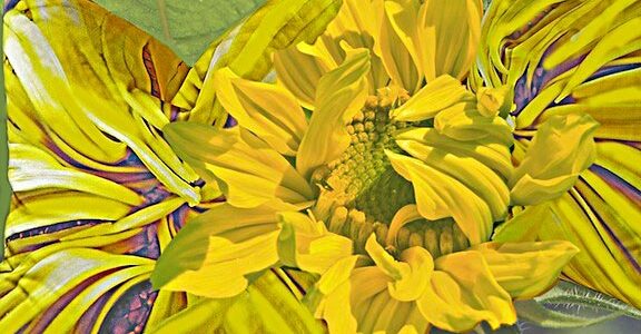 Sunflowers Warm
