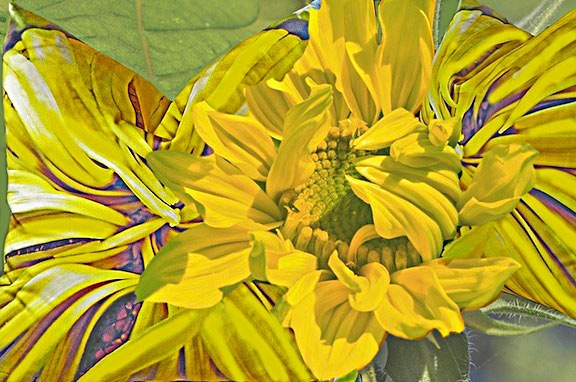 Sunflowers Warm