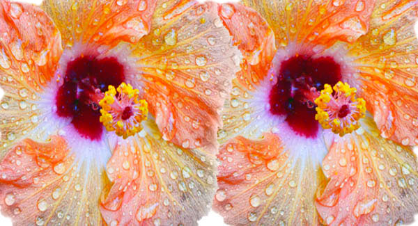 The Sparkly Tropical Hibiscus