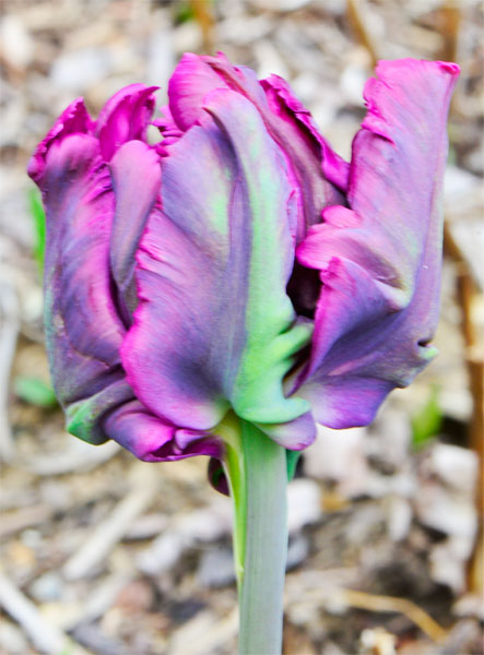 parrot tulip