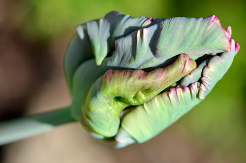 parrot tulip