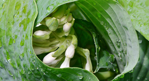 Hosta Blooms Incoming