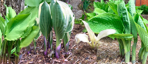 hostas