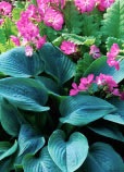 hosta blooms